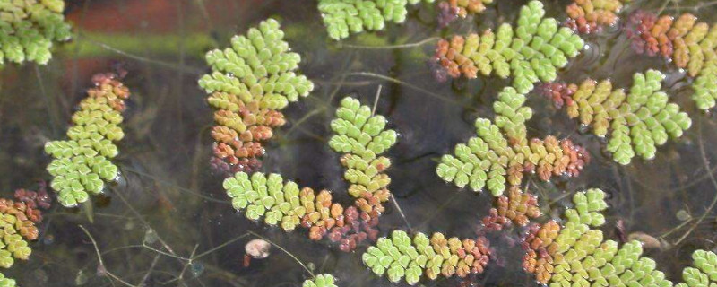 满江红植物的药用价值（满江江是什么植物）