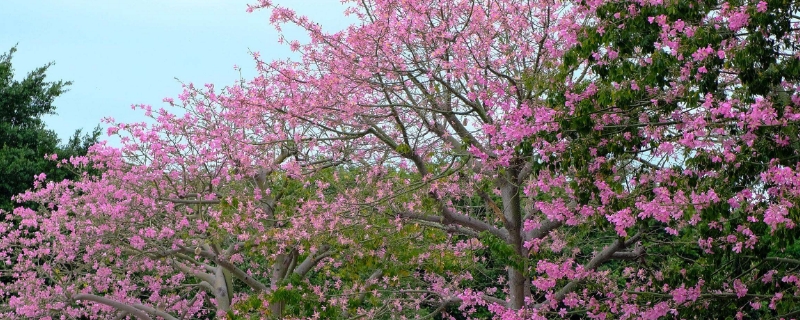 异木棉的花语与寓意（木棉花花语及特殊寓意）