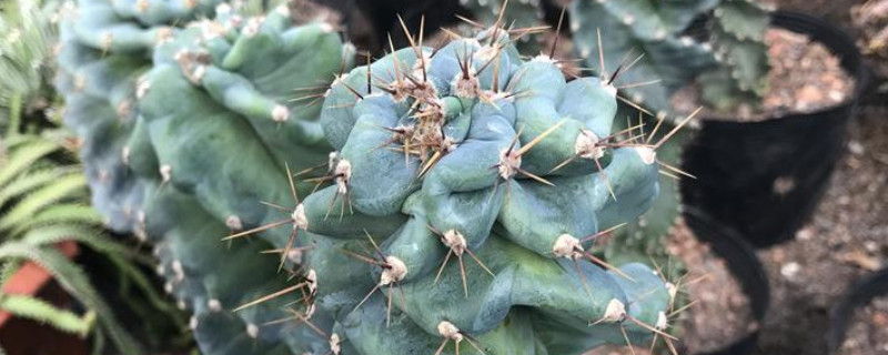 量天尺是木本植物吗（量天尺属植物）