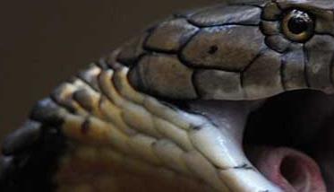 眼镜王蛇天敌有哪些？ 眼镜王蛇的蛇类天敌