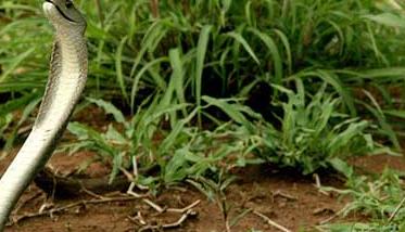 黑曼巴蛇的天敌有哪些？（黑曼巴毒蛇的克星）