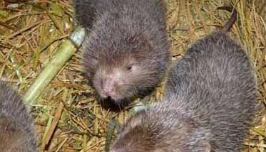 竹鼠养殖业存在的一些问题 竹鼠的养殖条件和技术