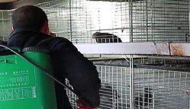 育雏前应做哪些准备工作 育雏期管理