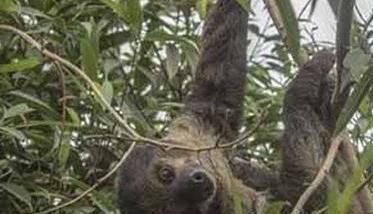 树懒吃什么，树懒和考拉的区别（树懒和考拉打起来谁会厉害呢!）