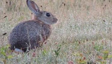 兔子的祖先是什么?（兔子的祖先是什么动物）