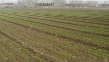 小麦一生分为几个时期 小麦一生分为几个时期和几个月