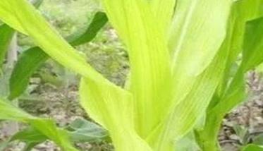 玉米缺锌的主要症状有哪些 玉米缺锌有什么表现和症状