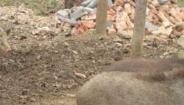 野猪破伤风的治疗方法 治疗猪破伤风的偏方