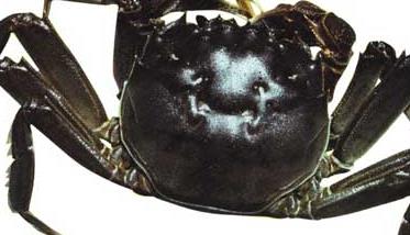 大闸蟹养殖应该具备哪些条件（大闸蟹养殖特点）