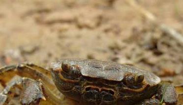 螃蟹养殖池中如何移植水草（河蟹养殖水草）