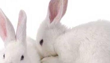 冬季家兔养殖安管严防“瘟” 兔子感染兔瘟怎么预防