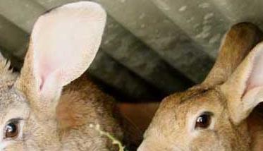 家兔真菌性脱毛的防治办法 兔子细菌感染脱毛怎么办