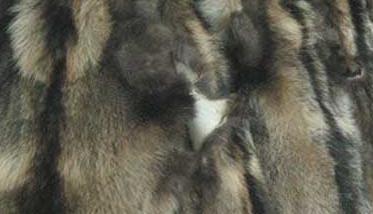 貂皮的种类及图片大全（貂皮的种类及图片大全男士黑色的老人们的）