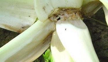 大白菜软腐病防治方法 大白菜软腐病用什么特效药防治