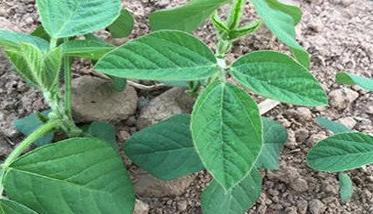 白扁豆种植技术：种植白扁豆的田间管理要点