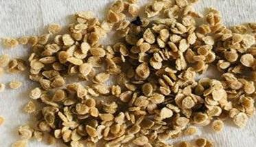 西红柿播种前应该做哪些种子处理 西红柿播种前应该做哪些种子处理好