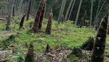 竹子如何施肥（竹子如何施肥最好）