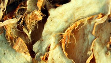 中药知母的功效与作用 中药知母的功效与作用及禁忌症