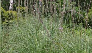 知母图片及其简介（知母是什么样的图片）