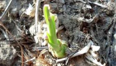 知母和黄柏的区别（知母和黄柏的功效区别）