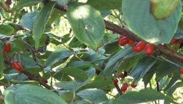 山茱萸与吴茱萸的区别（山吴萸与吴茱萸区别）