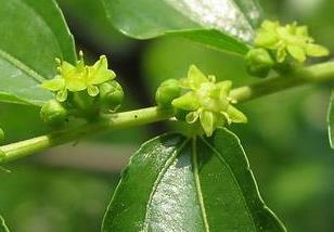 枣树花期管理有哪些内容（枣树花期的管理）