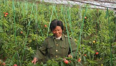 温室油桃种植技术及定植后的管理 温室油桃种植技术及定植后的管理措施