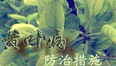 苹果黄叶病症状表现 苹果黄叶病是由什么引起的