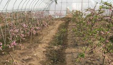 水蜜桃大棚种植技术（水蜜桃种植园）