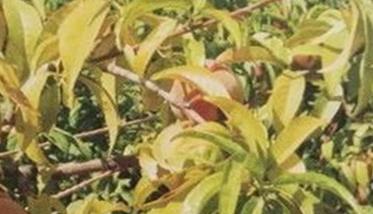 桃树缺钾是什么症状（桃树缺钾是什么症状图片）