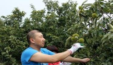 板栗密植园每亩定植多少棵（板栗每亩种植多少株）