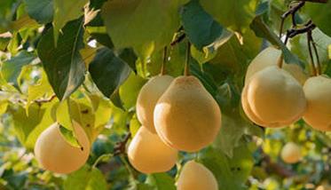 鸭梨什么季节成熟（鸭梨什么季节成熟的好）