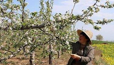 提高苹果品质的主要技术措施有哪些（提高苹果品质的主要技术措施有哪些呢）