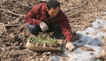 黄美人西瓜种植的田间管理措施有哪些