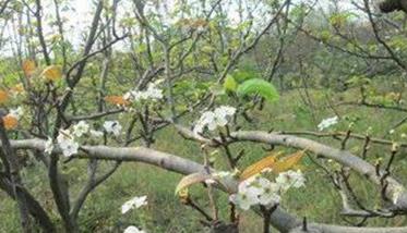 成年果树夏、秋季开花的原因