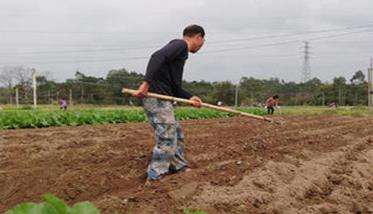 人参果种植技术要点与步骤 人参果种植方法技巧