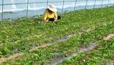 草莓可以用除草剂吗（草莓可以打除草剂吗）