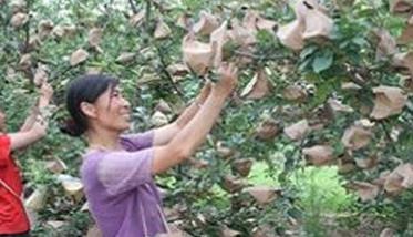 苹果套袋新技术要点（苹果套袋技术手法）