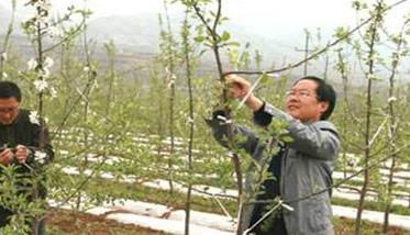 苹果树拉枝时间