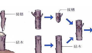 枣树如何嫁接（枣树如何嫁接繁殖）