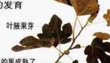 盆栽无花果怎么修剪 盆栽无花果怎么修剪视频播放