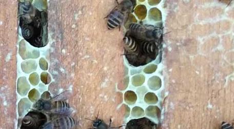 我国养有多少群中蜂（中蜂密集养殖）