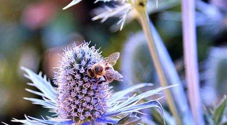 蜜蜂一年四季都产蜜吗 蜜蜂一年四季会做什么