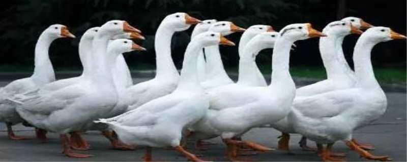 鹅的祖先是天鹅还是野雁（鹅的祖先是什么动物?）