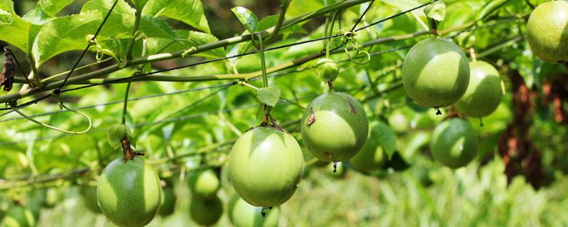 百香果种植技术介绍（百香果怎样种植技术）