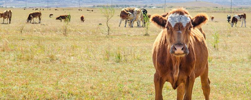 土黄牛500斤杀出来有多少肉（五百斤的黄牛能出多少肉）