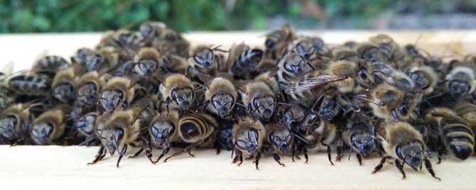 蜜蜂是怎样度过寒冬的（蜜蜂在冬天是怎样抵御严寒的?）