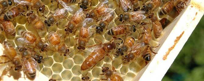 蜂后是怎么产不同后代的 蜂后是怎么产生的