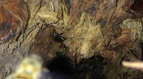 农村诱蜂秘方及注意事项（用什么方法诱蜂）