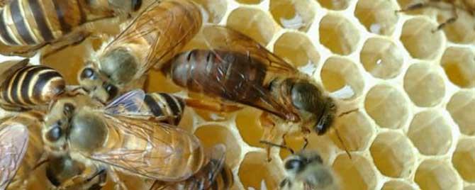 蜜蜂介王晚上好还是白天好（中蜂介王白天好还是晚上好）